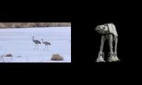 AT-AT birds 56767ttuy7