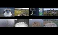 Welsh & English Osprey Nests 11/04/22