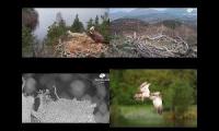Scottish Osprey Nests 11/04/22