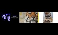 Thumbnail of all around me are tiger faces