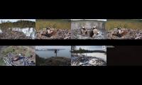 JARZZAS FINNISH OSPREY LIVE CAMS