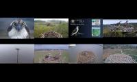 Thumbnail of Welsh & English & Alyth Osprey Nests 13/04/22