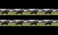 Thumbnail of salam organik menanam tanpa modal menikmati hasilnya