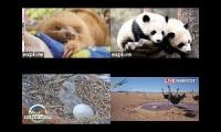 Thumbnail of A bunch of live animal cams