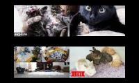Thumbnail of Cute Animal Live Streams