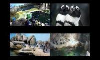 Thumbnail of Some Penguin Live Cams
