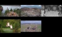 Thumbnail of Scottish Osprey Nests 14/04/22