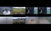 Welsh & English Osprey Nests 13/04/22