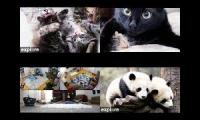 Thumbnail of New Kitten Live Stream Panda