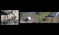 Thumbnail of Amazingearthanimalslivestream