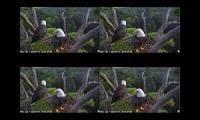 NEFL Eagle Cams 1 to 4