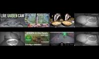 Thumbnail of Amazingearthanimalslivestream
