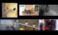 Thumbnail of Amazingearthanimalslivestream