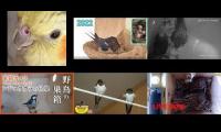 Thumbnail of Amazingearthanimalslivestream