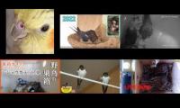 Thumbnail of Amazingearthanimalslivestream