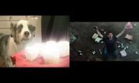 Dog cupcake meme + LaCroix