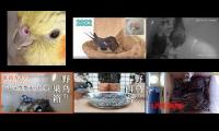 Thumbnail of Amazingearthanimalslivestream