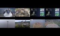 Thumbnail of Welsh & English Osprey Nests 21/04/22