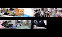 Thumbnail of Kittens and Cats Livestreams Galore