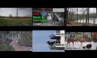 Thumbnail of Amazingearthanimalslivestream