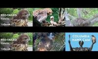 Thumbnail of Amazingearthanimalslivestream