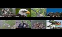 Thumbnail of Amazingearthanimalslivestream