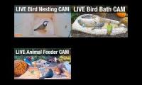NatureTec Mango Stream Cams