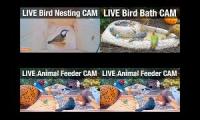 NatureTec Mango Stream Cams