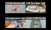 Thumbnail of NatureTec Mango Stream Cams