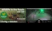 Thumbnail of Amazingearthanimalslivestream
