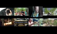 Thumbnail of BONSAI INDONESIA DARI MAUMERE FLORES NTT