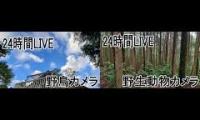 Thumbnail of Amazingearthanimalslivestream
