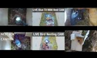 Thumbnail of Amazingearthanimalslivestream