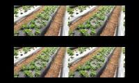 Kebun strawberry agrowisata kebun strawberry