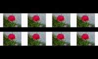 Red Rose Deep Love With Naturenature soundsnature documentarydeep relaxing sleep music