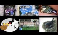 Thumbnail of Amazingearthanimalslivestream