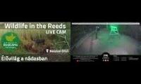 Thumbnail of Amazingearthanimalslivestream