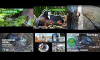 Thumbnail of Amazingearthanimalslivestream