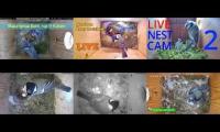 Thumbnail of Amazingearthanimalslivestream