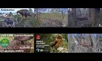 Thumbnail of Amazingearthanimalslivestream
