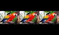 Thumbnail of Colorful Rainbow Music