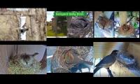 Thumbnail of Amazingearthanimalslivestream
