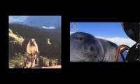 Screaming Beaver/Marmot LOL! And geaaaagh