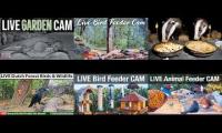 Thumbnail of Amazingearthanimalslivestream
