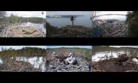 JARZZAS MIXED OSPREY CAMS IN FINLAND