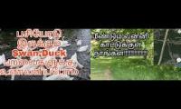 Thumbnail of feed swan & duck in rickmansworth