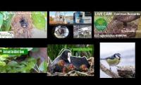 Thumbnail of Amazingearthanimalslivestream