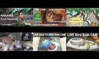 Thumbnail of animal cam bird 20220521
