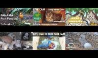 Thumbnail of animal cam bird 20220521