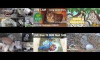 animal cam bird 20220520